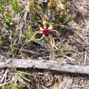 Caladenia atrovespa at Karabar, NSW - 2 Oct 2025 by Youspy