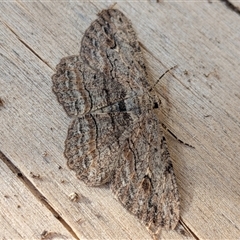 Ectropis excursaria (Common Bark Moth) at Franklin, ACT - 2 Oct 2025 by chriselidie