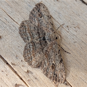 Ectropis excursaria (Common Bark Moth) at Franklin, ACT - 2 Oct 2025 by chriselidie
