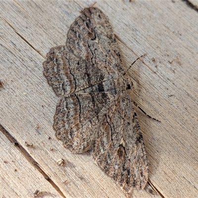 Ectropis excursaria (Common Bark Moth) at Franklin, ACT - 2 Oct 2025 by chriselidie