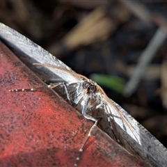 Ectropis excursaria at Franklin, ACT - suppressed