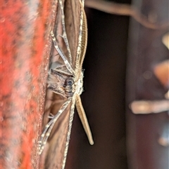 Ectropis excursaria at Franklin, ACT - suppressed