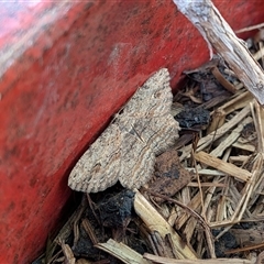 Ectropis excursaria at Franklin, ACT - suppressed