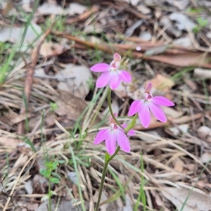 Caladenia carnea (Pink Fingers) at Little Billabong, NSW - 2 Oct 2025 by KDurant