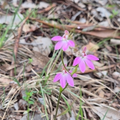 Caladenia carnea (Pink Fingers) at Little Billabong, NSW - 2 Oct 2025 by KDurant