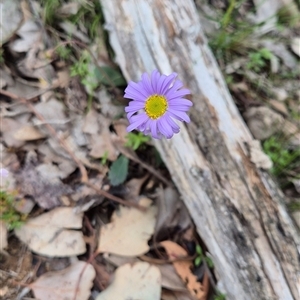 Brachyscome spathulata (Coarse Daisy, Spoon-leaved Daisy) at Little Billabong, NSW - 2 Oct 2025 by KDurant