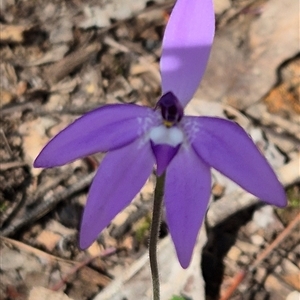 Glossodia major (Wax Lip Orchid) at Little Billabong, NSW - 2 Oct 2025 by KDurant