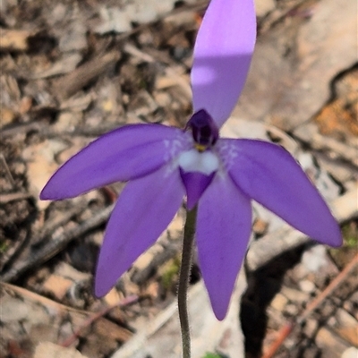 Glossodia major (Wax Lip Orchid) at Little Billabong, NSW - 2 Oct 2025 by KDurant