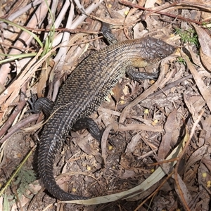 Egernia cunninghami (Cunningham's Skink) at Paddys River, ACT - 1 Oct 2025 by TimL