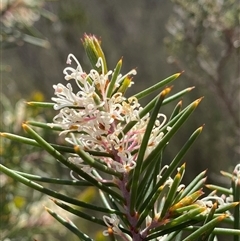 Hakea sericea at Kambah, ACT - 2 Oct 2025 by Shazw