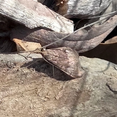Uresiphita ornithopteralis (Tree Lucerne Moth) at Yass River, NSW - 2 Oct 2025 by SenexRugosus