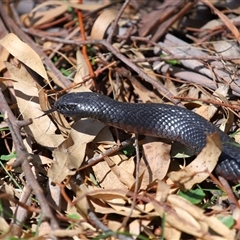 Pseudechis porphyriacus (Red-bellied Black Snake) at Paddys River, ACT - 1 Oct 2025 by TimL