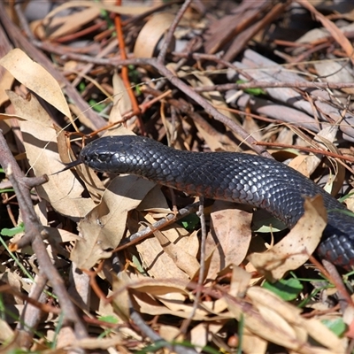 Pseudechis porphyriacus (Red-bellied Black Snake) at Paddys River, ACT - 1 Oct 2025 by TimL
