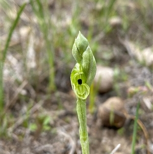 Hymenochilus bicolor (ACT) = Pterostylis bicolor (NSW) (Black-tip Greenhood) at Kambah, ACT - 2 Oct 2025 by Shazw
