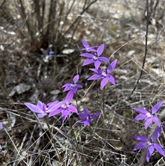 Glossodia major (Wax Lip Orchid) at Yarralumla, ACT - 1 Oct 2025 by LeahColebrook