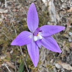 Glossodia major (Wax Lip Orchid) at Bruce, ACT - 2 Oct 2025 by LeahColebrook