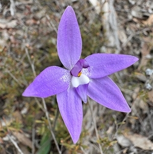 Glossodia major (Wax Lip Orchid) at Bruce, ACT - 2 Oct 2025 by LeahColebrook