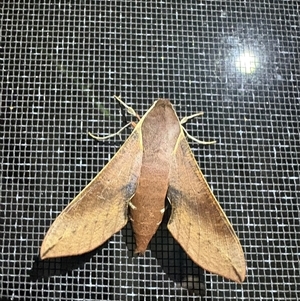 Hippotion scrofa (Coprosma Hawk Moth) at Evatt, ACT - 1 Oct 2025 by LeahColebrook