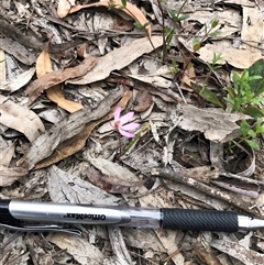 Caladenia fuscata (Dusky Fingers) at Bruce, ACT - 2 Oct 2025 by TimYiu