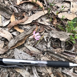 Caladenia fuscata (Dusky Fingers) at Bruce, ACT - 2 Oct 2025 by TimYiu