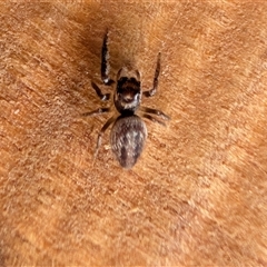 Opisthoncus sp. (genus) (Opisthoncus jumping spider) at Watson, ACT - 29 Sep 2025 by sbittinger