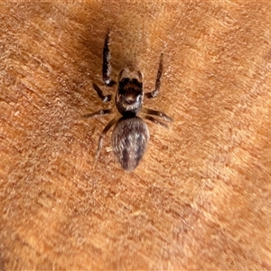 Opisthoncus sp. (genus) (Opisthoncus jumping spider) at Watson, ACT - 29 Sep 2025 by sbittinger