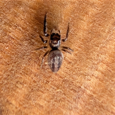 Opisthoncus sp. (genus) (Opisthoncus jumping spider) at Watson, ACT - 29 Sep 2025 by sbittinger