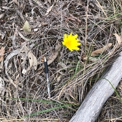Microseris walteri (Yam Daisy, Murnong) at Bruce, ACT - 2 Oct 2025 by TimYiu