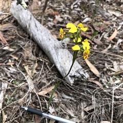 Diuris chryseopsis at Bruce, ACT - 2 Oct 2025 by TimYiu