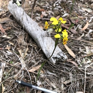Diuris chryseopsis at Bruce, ACT - 2 Oct 2025 by TimYiu