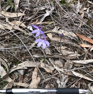 Caladenia caerulea (Blue Fingers, Blue Fairies) at Bruce, ACT - 2 Oct 2025 by TimYiu