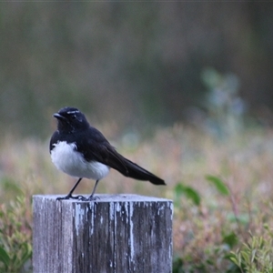 Rhipidura leucophrys (Willie Wagtail) at Pappinbarra, NSW - 1 Oct 2025 by AngFrost