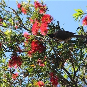 Philemon corniculatus (Noisy Friarbird) at Pappinbarra, NSW - 1 Oct 2025 by AngFrost