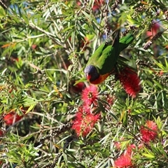 Trichoglossus moluccanus (Rainbow Lorikeet) at Pappinbarra, NSW - 2 Oct 2025 by AngFrost