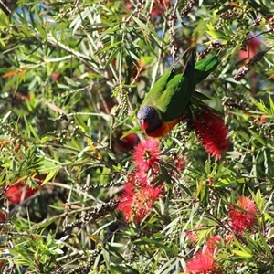 Trichoglossus moluccanus (Rainbow Lorikeet) at Pappinbarra, NSW - 2 Oct 2025 by AngFrost