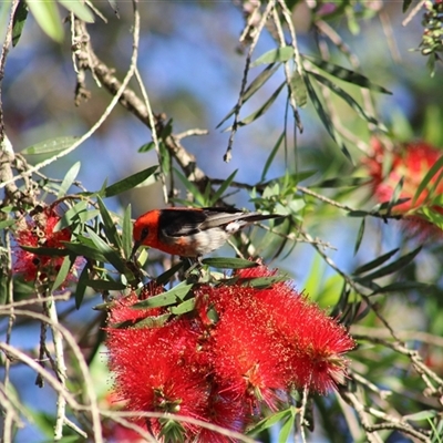 Myzomela sanguinolenta (Scarlet Honeyeater) at Pappinbarra, NSW - 1 Oct 2025 by AngFrost