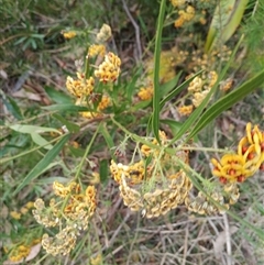 Daviesia sp. at Darkes Forest, NSW - 29 Sep 2025 by mahargiani
