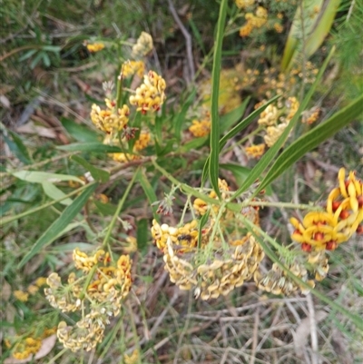 Daviesia sp. at Darkes Forest, NSW - 29 Sep 2025 by mahargiani