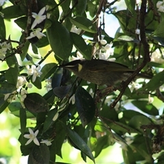 Meliphaga lewinii (Lewin's Honeyeater) at Pappinbarra, NSW - 2 Oct 2025 by AngFrost