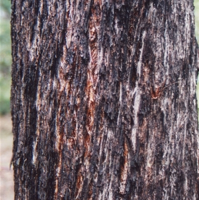 Eucalyptus baileyana at Shannondale, NSW - 2 Oct 2025 by PEdwards
