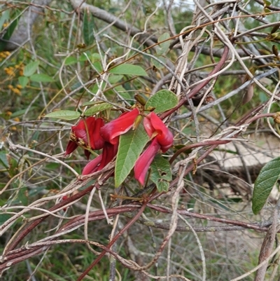Kennedia rubicunda (Dusky Coral Pea) at Darkes Forest, NSW - 29 Sep 2025 by mahargiani
