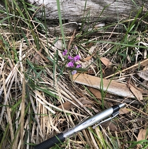 Glycine clandestina (Twining Glycine) at Bruce, ACT - 2 Oct 2025 by TimYiu
