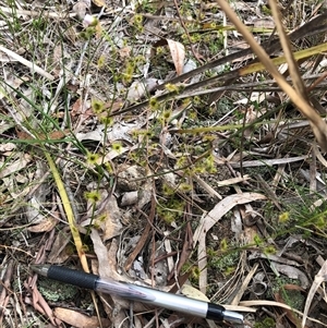 Drosera (genus) at Bruce, ACT - 2 Oct 2025 by TimYiu