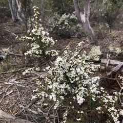 Olearia microphylla (Olearia) at Bruce, ACT - 2 Oct 2025 by TimYiu