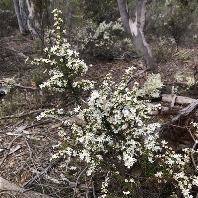 Olearia microphylla (Olearia) at Bruce, ACT - 2 Oct 2025 by TimYiu