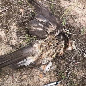 Tachyspiza fasciata/cirrocephala (Brown Goshawk/Collared Sparrowhawk) at Bruce, ACT - 2 Oct 2025 by TimYiu