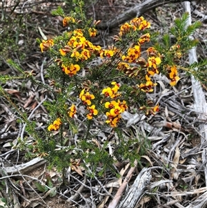 Dillwynia phylicoides at Bruce, ACT - 2 Oct 2025 by TimYiu