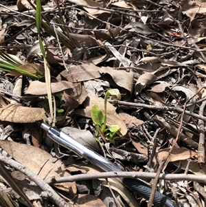 Pterostylis nutans (Nodding Greenhood) at Bruce, ACT - 2 Oct 2025 by TimYiu