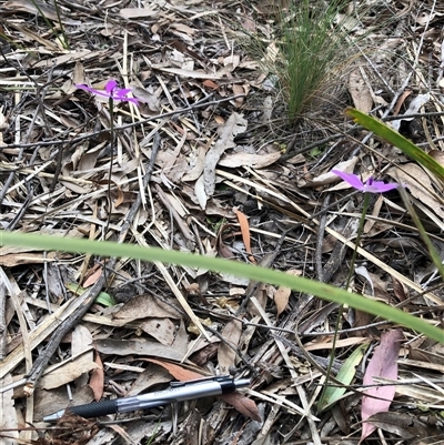 Glossodia major (Wax Lip Orchid) at Bruce, ACT - 2 Oct 2025 by TimYiu