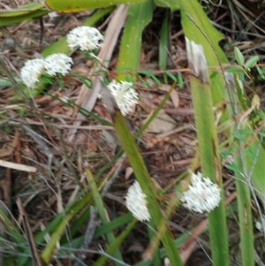 Pimelea linifolia (Slender Rice Flower) at Darkes Forest, NSW - 29 Sep 2025 by mahargiani